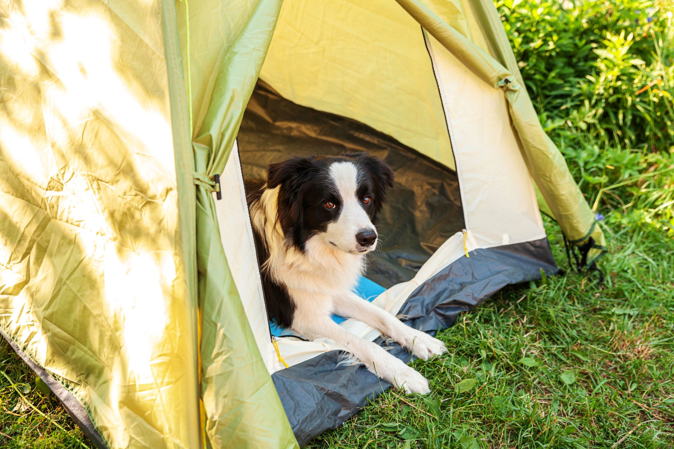 Dog friendly camping Porthclais